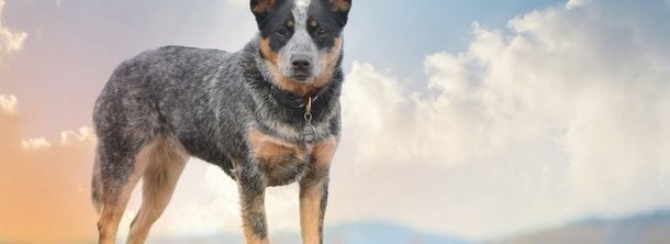 Австралійський скотар