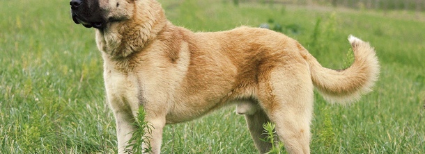 Анатолійська вівчарка