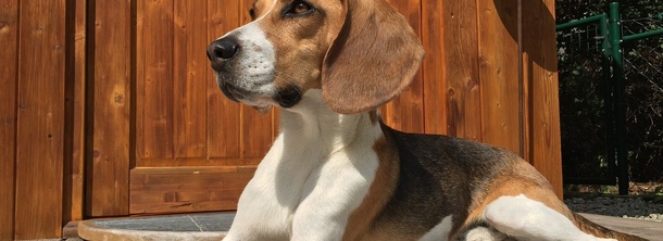 Бігль-харієр