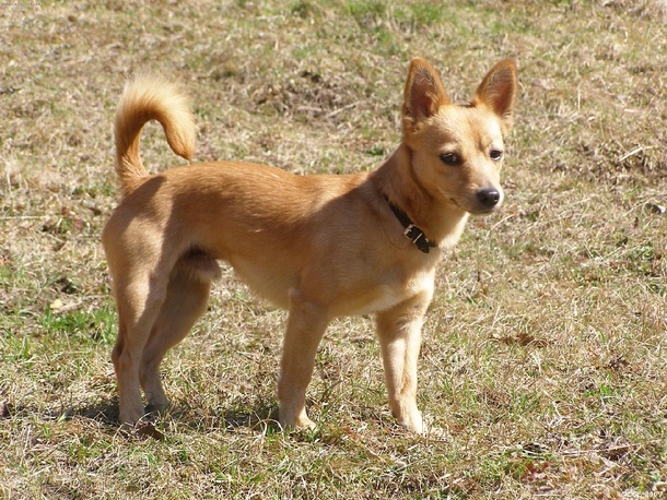 Португальський поденго