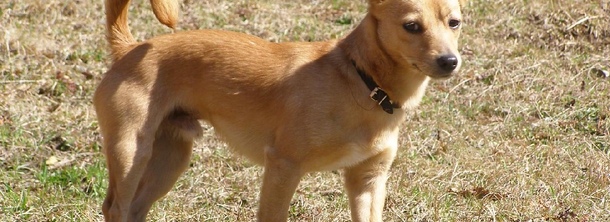 Португальський поденго