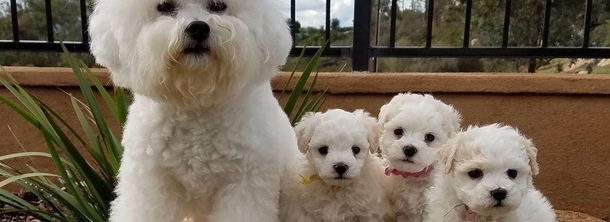 Бішон фрізе