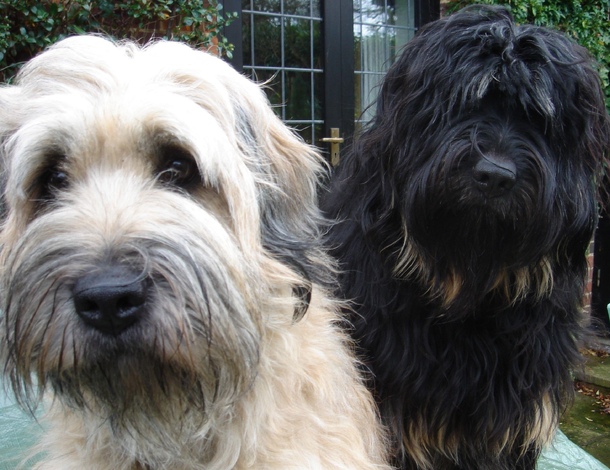 Португальська вівчарка