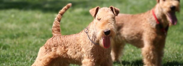 Лейкленд-тер’єр