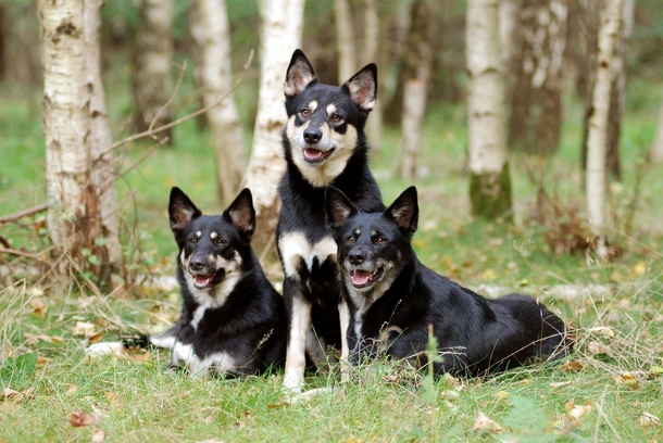 Лопарський оленегонний собака