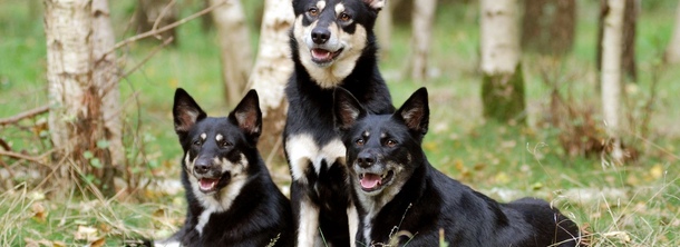 Лопарская оленегонная собака