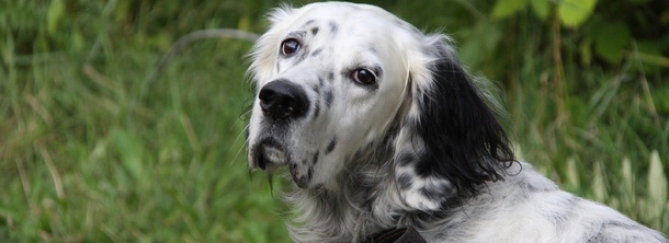 Шотландский сеттер