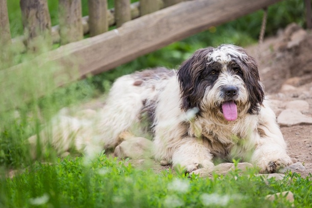 Румунська міорітська вівчарка