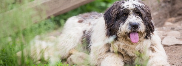 Румынская миоритская овчарка