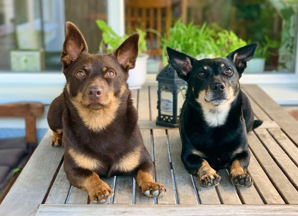 Ланкаширський хілер