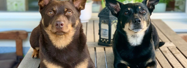 Ланкаширский хилер