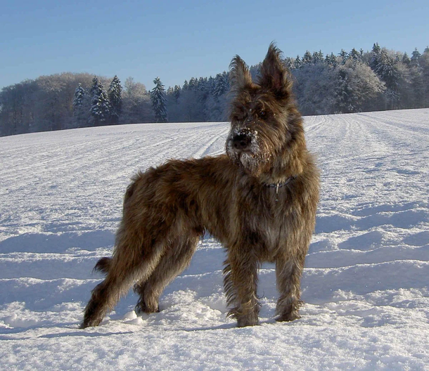 Пікардійська вівчарка