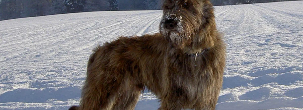 Пікардійська вівчарка