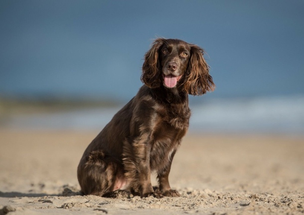 Філд-спанієль