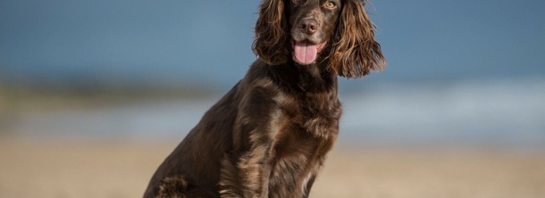 Филд-спаниель