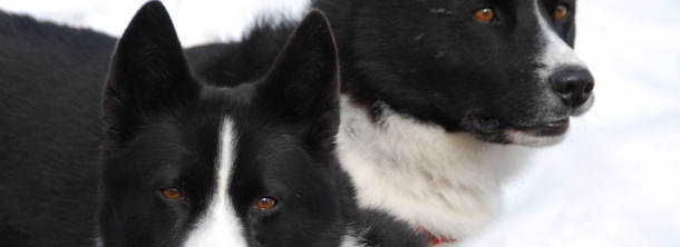 Карельская медвежья собака