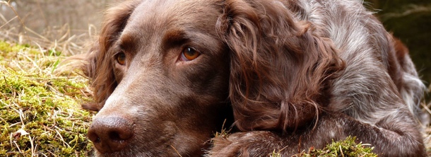 Немецкий вахтельхунд