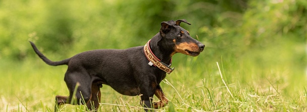 Манчестер-тер'єр