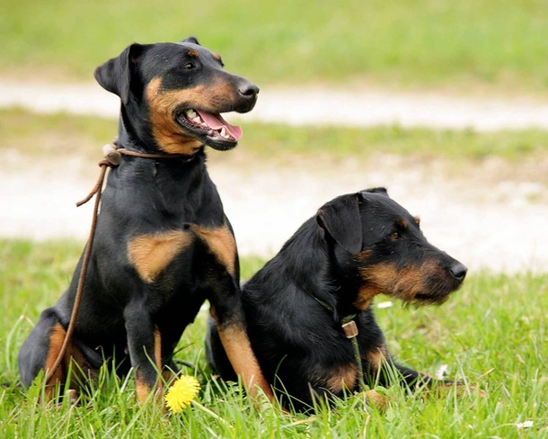 Немецкий ягдтерьер