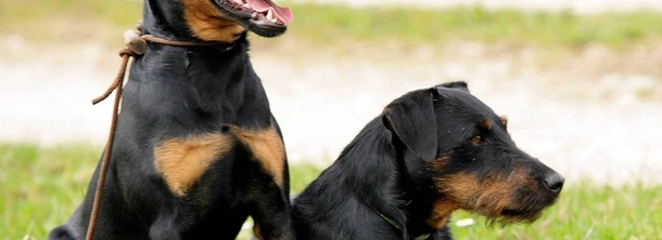 Німецький ягдтер'єр