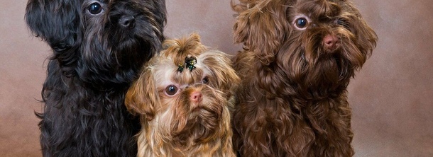 Російська кольорова болонка