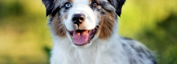 Миниатюрная американская овчарка