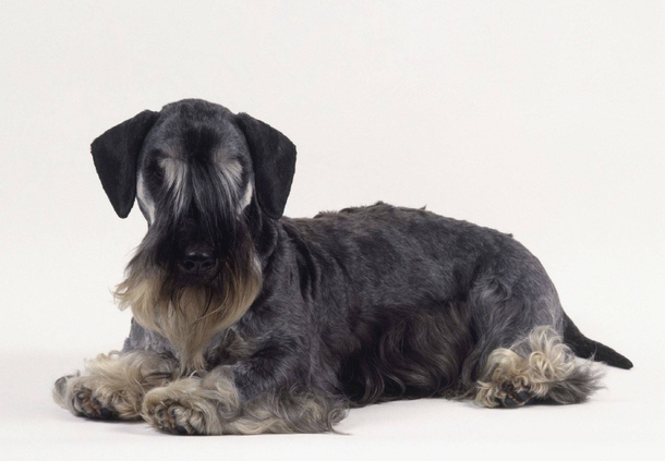 Чешский терьер