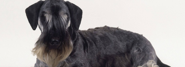 Чеський тер'єр