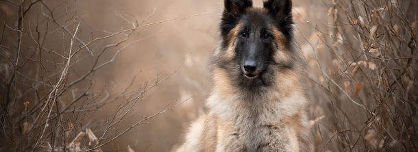 Бельгійський вівчарка тервюрен