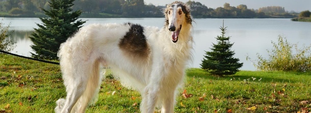 Борзая гончая