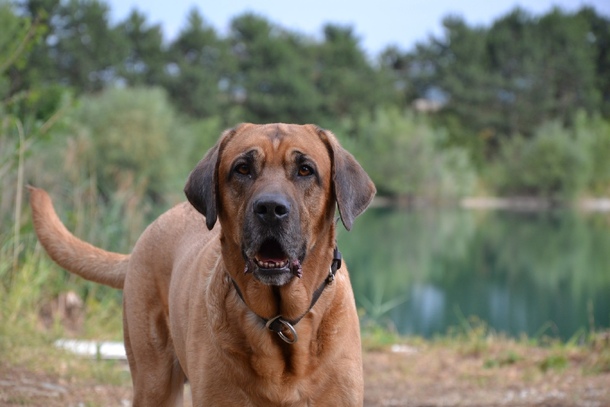 Брохольмер