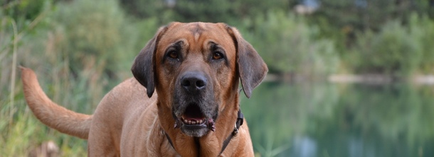 Брохольмер