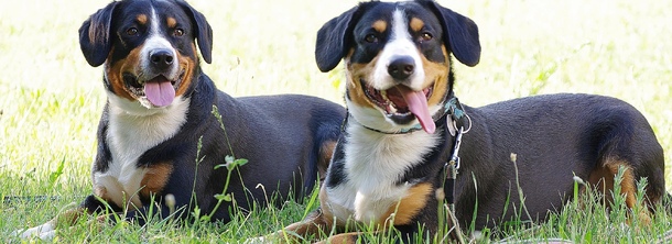 Ентельбух-зенненхунд