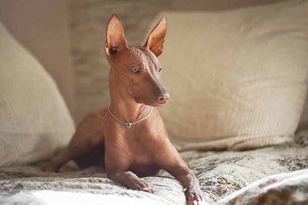 Перуанський голий собака