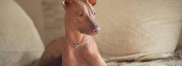 Перуанская голая собака