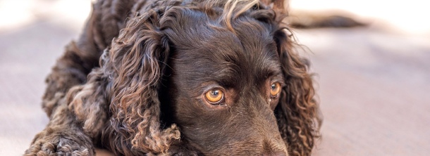 Американский водяной спаниель