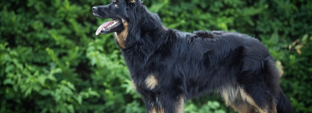 Богемська вівчарка