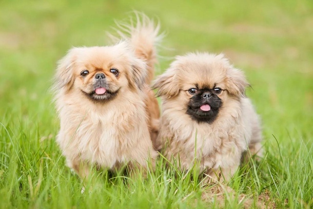 Пекинес