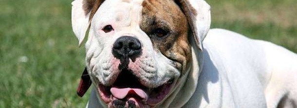 Американский бульдог