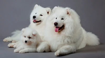 Самоїд