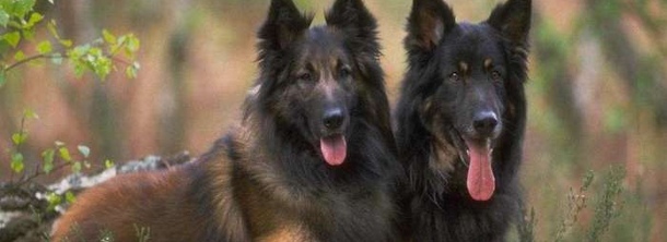 Бельгійський вівчарка лакенуа