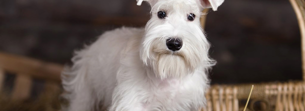 Цвергшнауцер