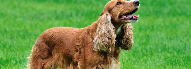 Кокер-спаниель