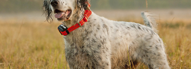Английский сеттер