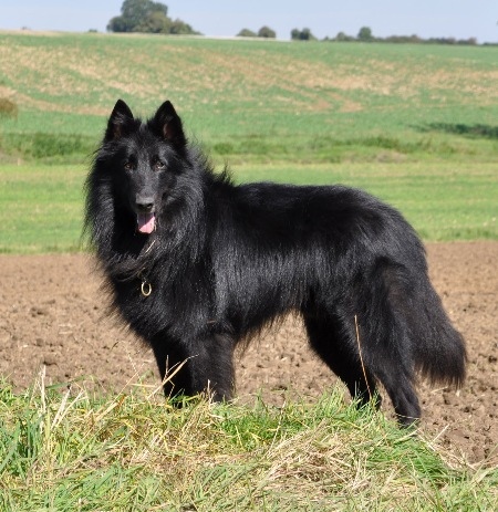 Бельгийская овчарка грюнендаль