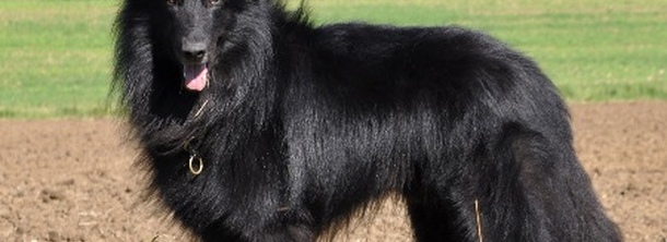 Бельгійська вівчарка грюнендаль