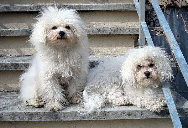 Болоньєзе (Болонка)