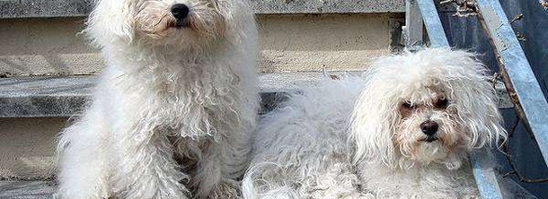 Болоньєзе (Болонка)