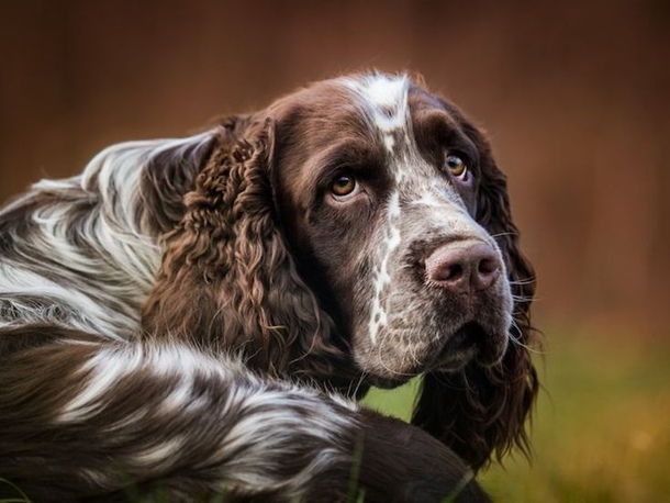 Дрентський куріпковий собака