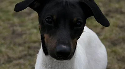 Японский терьер